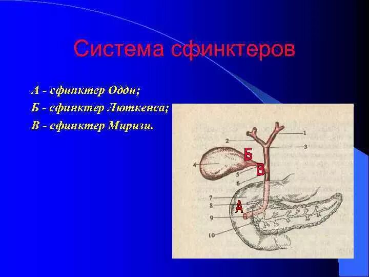 Сфинктер латынь. Желчный проток анатомия сфинктеры. Сфинктер Люткенса Мартынова. Желчный пузырь сфинктер Люткенса.