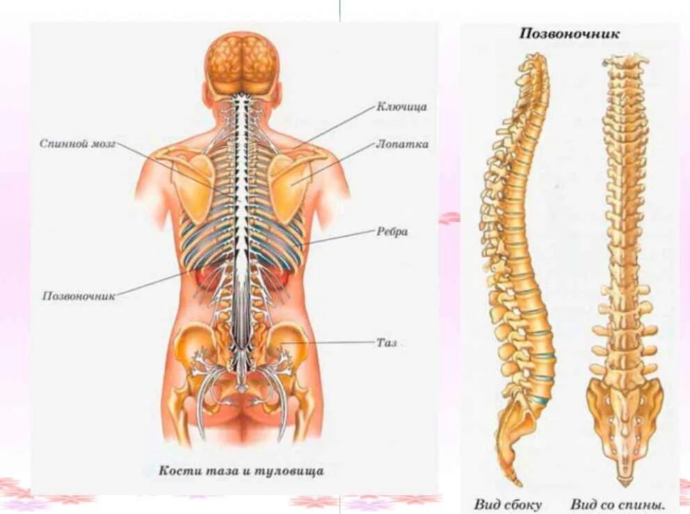 Скелет позвоночника человека анатомия. Поясничный отдел позвоночника схема мышц. Строение спины человека с позвоночником. Поясница где