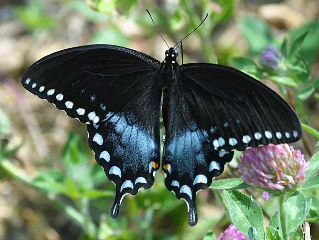 Название самых красивых бабочек. Papilio Troilus бабочка. Бабочка Папилио Троилус. Бабочка Stibochiona Nicea. Papilio Rumanzovia.