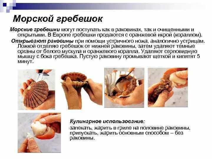 Органы гребешка. Обработка морского гребешка. как разделать гребешок в раковине. гребешок морской как разделать. как чистить гребешки.