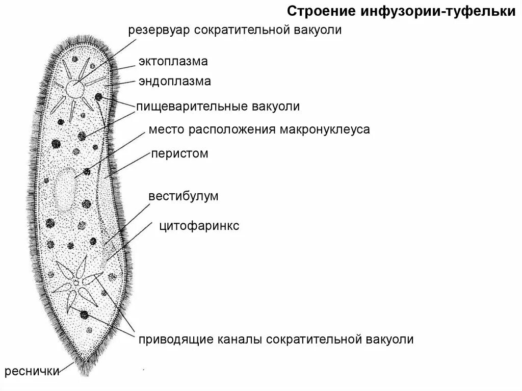 Структуры инфузории туфельки. Инфузория туфелька строение ЕГЭ. Строение инфузории ЕГЭ. Строение инфузории туфельки ЕГЭ. Строение инфузории туфельки.