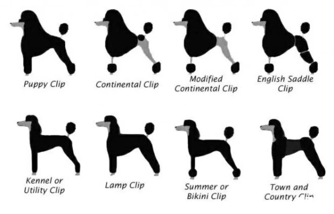 Схема стрижки пуделя Континенталь. Стрижка карликового пуделя схемы. Схема стрижки той пуделя. Строение карликового пуделя. Схема пуделя