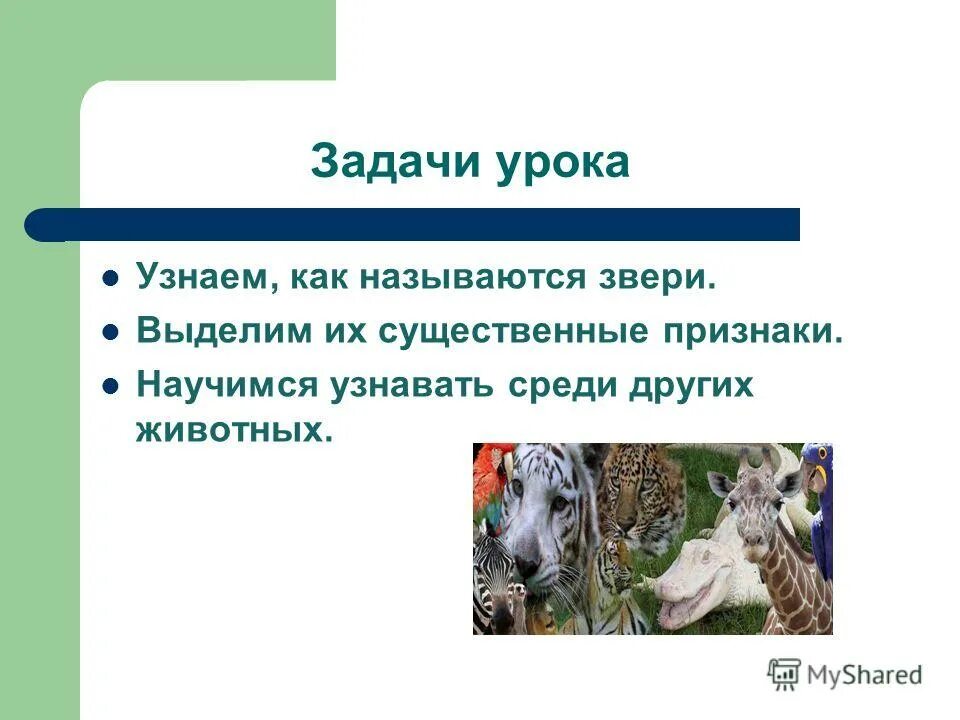 Как по другому называют животных