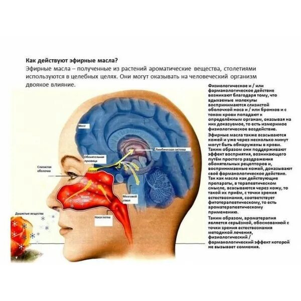 Лимбическая система и эфирные масла. Эфирные масла воздействуют на лимбическую систему. Влияние эфирных масел на организм. Влияние эфирных масел на человека. Обонятельная память