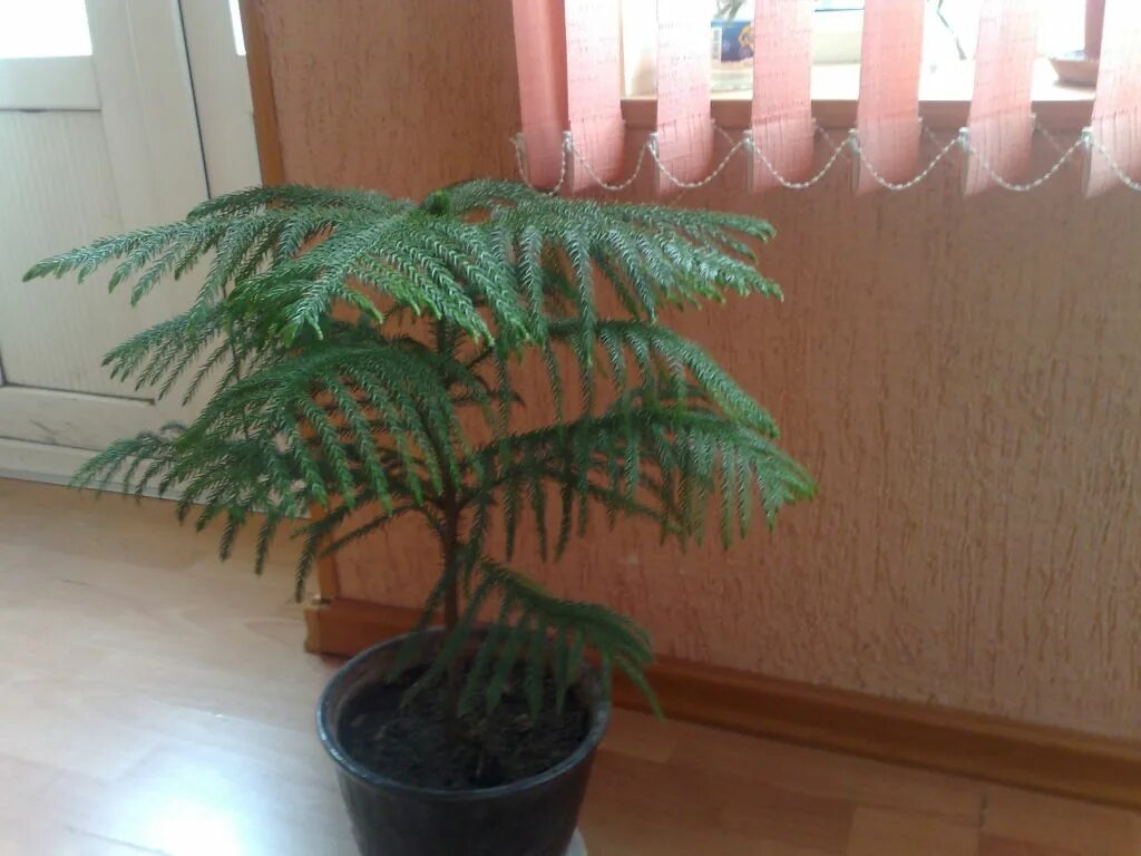 Араукария комнатная уход в домашних условиях фото Rumsgran. (Araucaria heterophylla) Rumsidéer, Blommor, Lägenhet