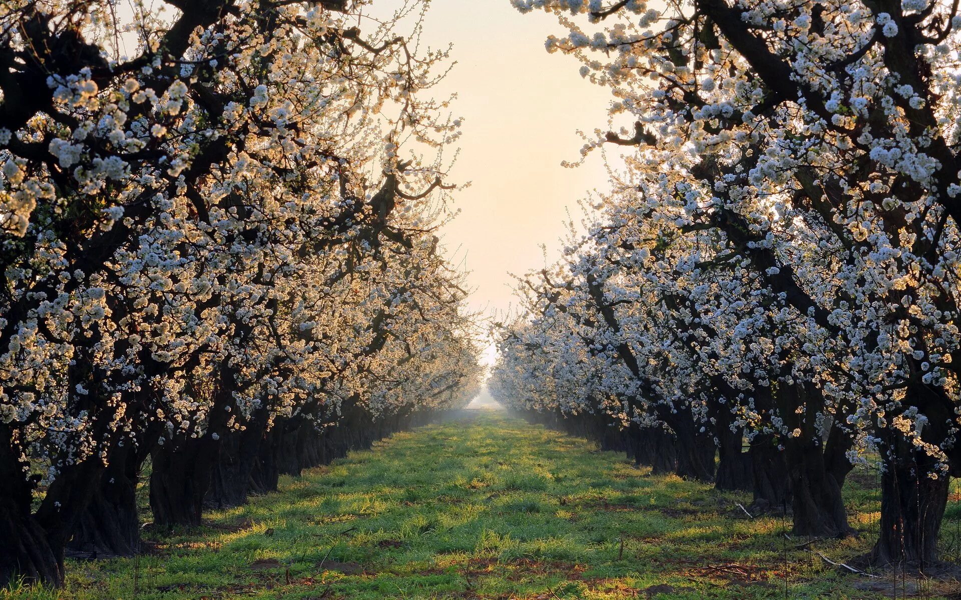 Аллея яблони. Яблоневый сад вишневый сад. Цветущая Яблоневая аллея. Весеннее дерево. Цветущие сады весной.