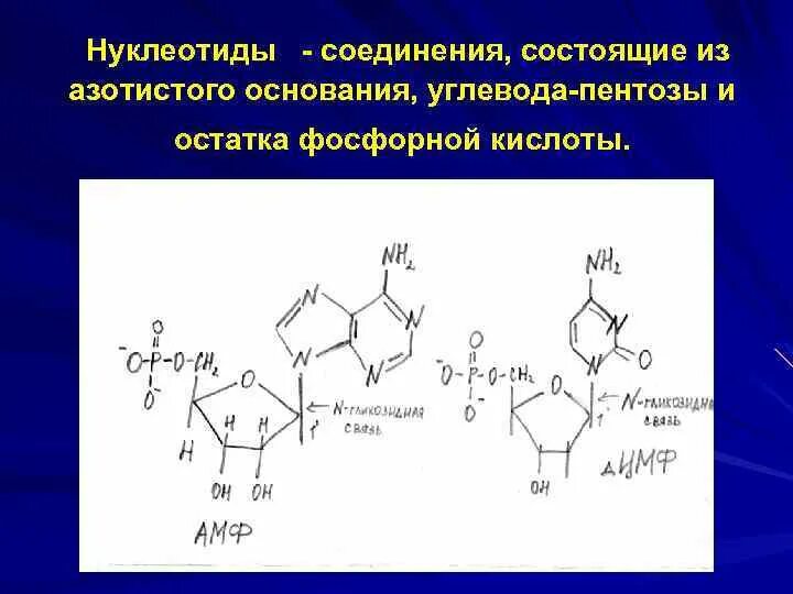 В состав нуклеотида входит азотистое основание. Структура азотистых оснований и углеводного компонента. Структура азотистых оснований. Структура пентоз и азотистых оснований.. Структура азотистых оснований и углеводного.