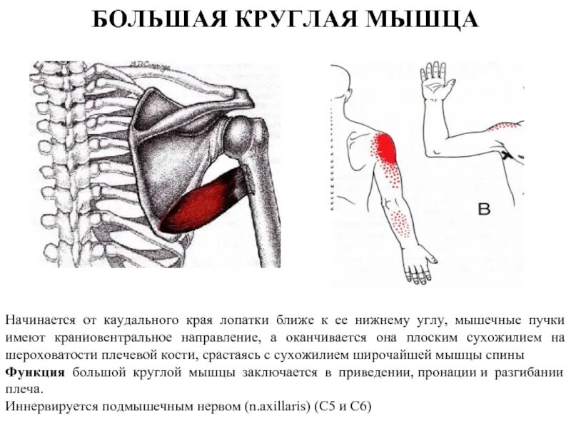 Малая круглая мышца спереди. Малая круглая мышца вид спереди. Малая круглая мышца плеча спереди. Большая и малая круглая мышца анатомия. Каудальное направление