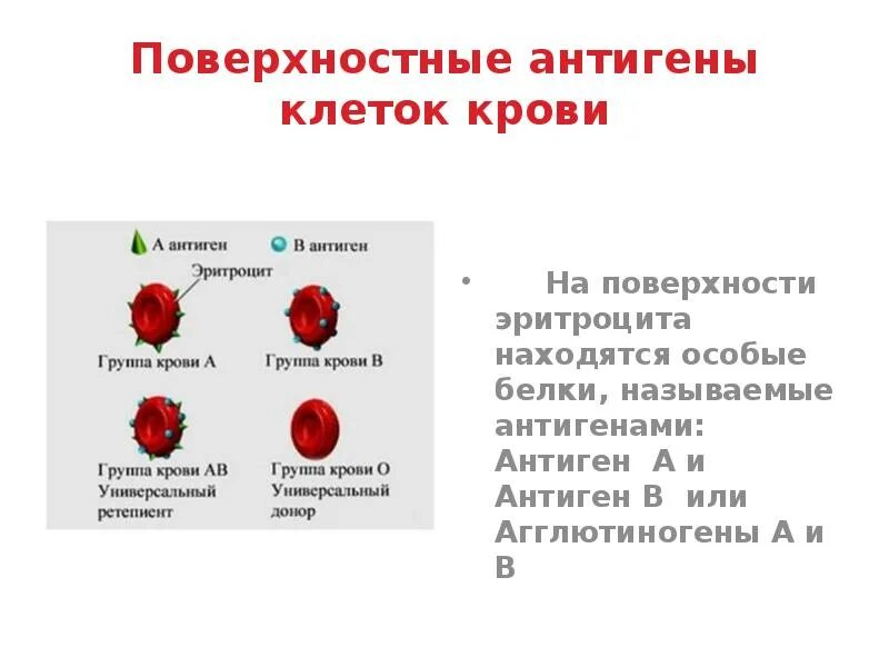 Антигены крови. Антигены эритроцитов. Антигены групп крови. Антигены на поверхности эритроцитов. Антитела после переливания крови