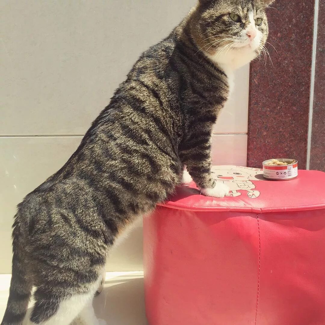 Кот эх. Кот айфей. ай вэй кот. китайский кот. ай фей кот.