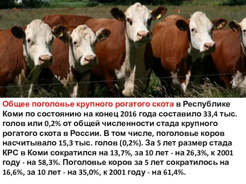 Количество голов животных. Поголовье крупного рогатого скота. Сельскохозяйственные животные Республики Коми. Скотоводство в Республике Коми