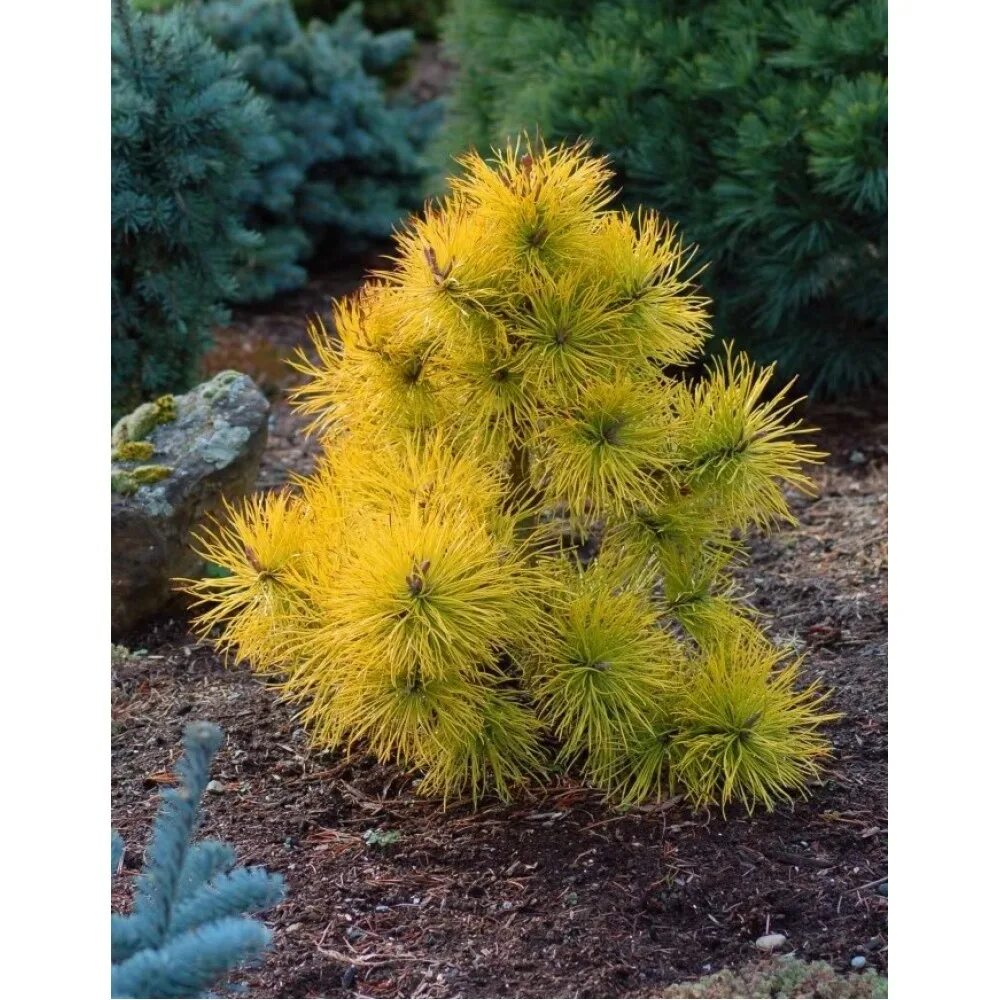Pinus contorta chief joseph. Желтая хвойные. Pinus contorta chief joseph. Сосна обыкновенная ауреа. Сосна обыкновенная ауреа.