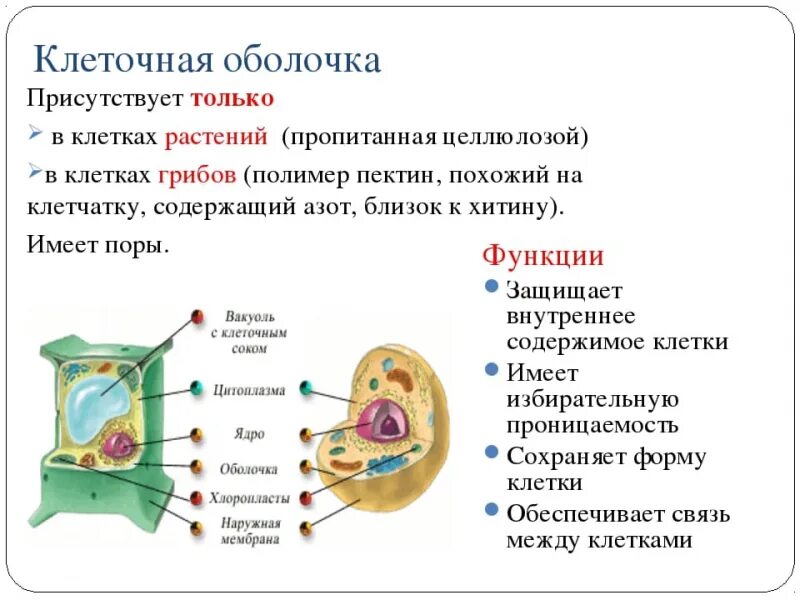 Клеточная мембрана определение 5 класс биология. Оболочка растительной клетки строение и функции. строение растительной клетки мембрана и оболочка. строение клеточной оболочки растений. состав строение и функции клеточной оболочки.