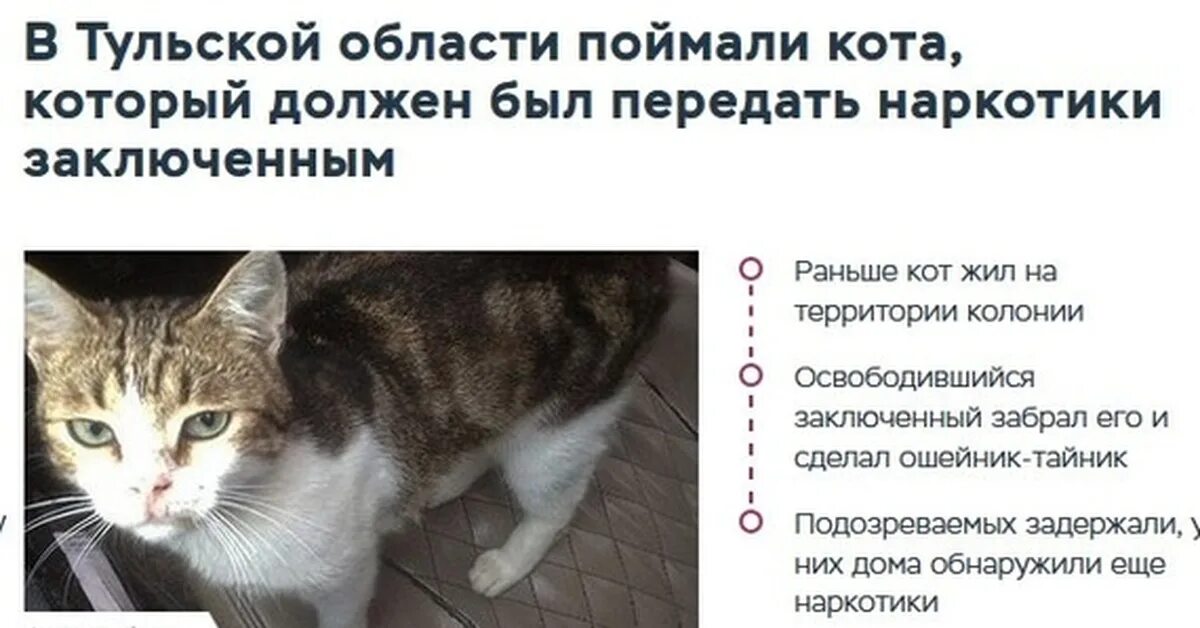 Догони кота. Поимка кота. Как догнать кота. Кот выслеживает.