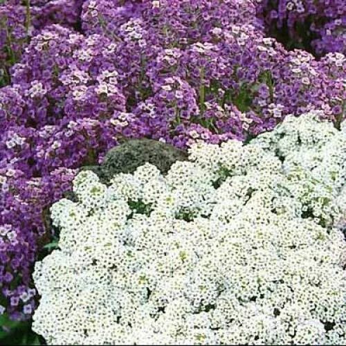1500+TALL SWEET ALYSSUM Flower Seeds Drought Heat Groundcover Container Easy eBa