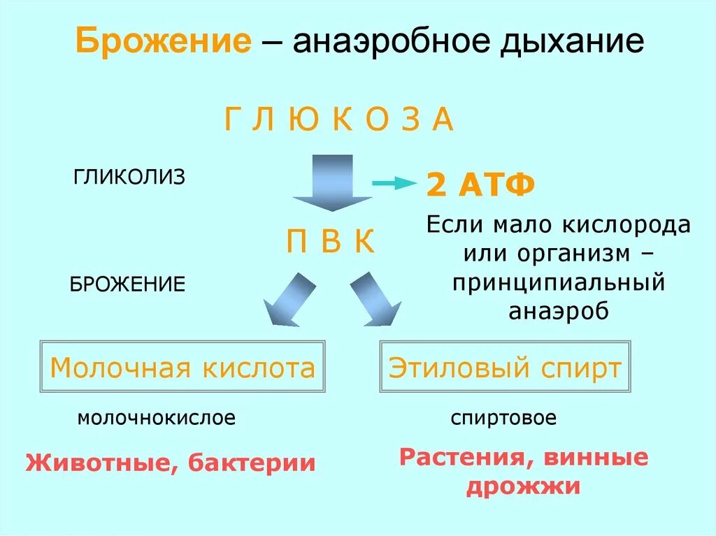 Кислородный этап энергетического обмена схема. Этапы энергетического обмена гликолиз. 3 Этап энергетического обмена схема. Метаболизм этапы энергетического обмена.