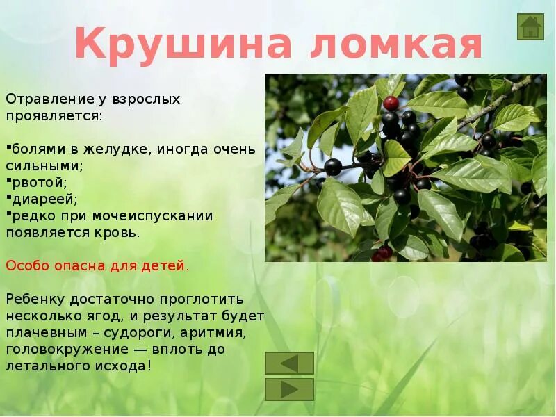 Ядовитые растения окружающий мир 2 класс сообщение. Окружающий мир 3 кл ядовитые растения. ядовитые растения презентация. ядовитые растения доклад. ядовитые растения информация для детей.