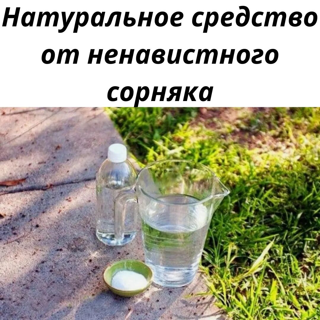 Кислоты в быту. Народное средство от сорнека. Уксус и соль против сорняков. Раствор уксуса. Лимонная кислота от сорняков рецепт.