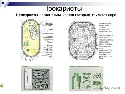 Прокариотические формы жизни