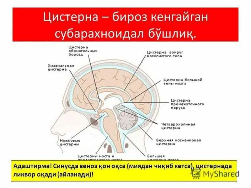 Цистерна головы
