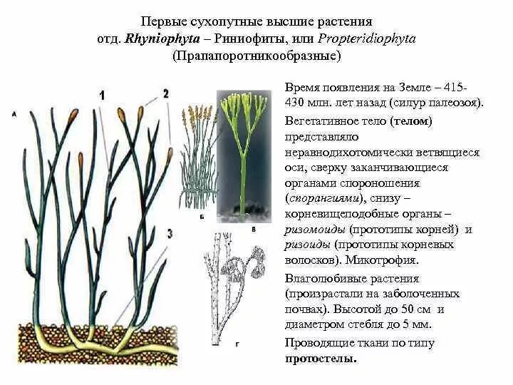 Псилофиты и риниофиты строение. Риниофиты споровые растения. Палеозой риниофиты. Первые растения на земле риниофиты.