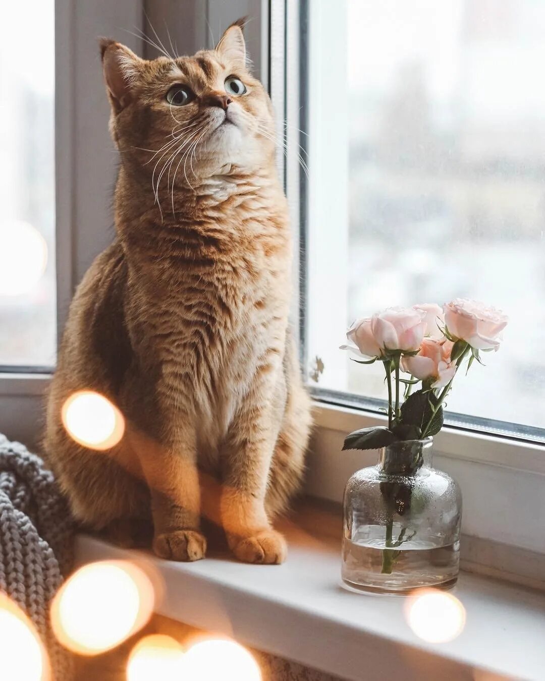 Кот сидит смотрит. Кот сидит. кошка на окне. котик у окна. кот сидит на окне.