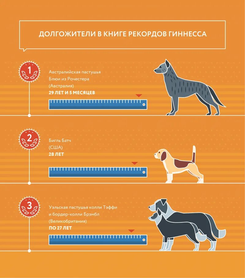 Мерки жизни собак. Таблица возраста собак мелких пород. Таблица определения возраста собаки. Собаке 6 лет сколько по человеческим. Собаке 5 лет сколько это по человеческим меркам таблица.