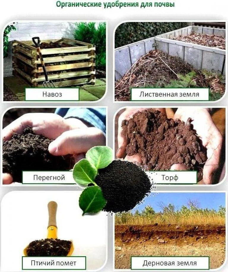 Удобрение органическое. Виды органических удобрений. Органические удобрения для почвы. Вносить удобрения в почву. Правила навоз