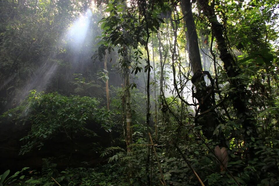 Влажные экваториальные леса условия жизни. Зона влажных экваториальных лесов Южной Америки. Гилея Южной Америки это. Гилея в Африке. Влажный экваториальный лес Африки.