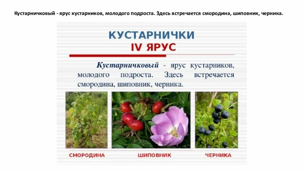 Выберите кустарнички. Кустарничковый ярус. кустарники и кустарнички. травяно-кустарничковый ярус растения. травянисто кустарничковый ярус.