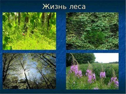 Жизнь леса животные растения