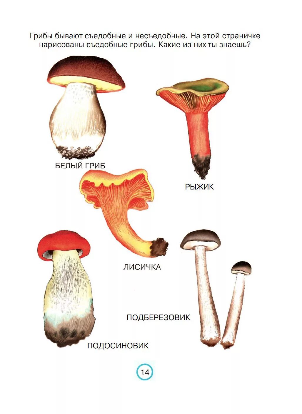 Назови 3 гриба. Съедобные и несъедобные грибы для детей. Съедобные грибы и несъедобные грибы рисунки. Счедобный и несчедобный грибы. Какие грибы седобные и не седобные.