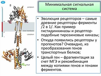 Система эволюции 2