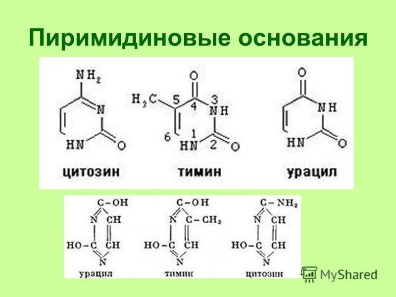 пиримидиновые основания