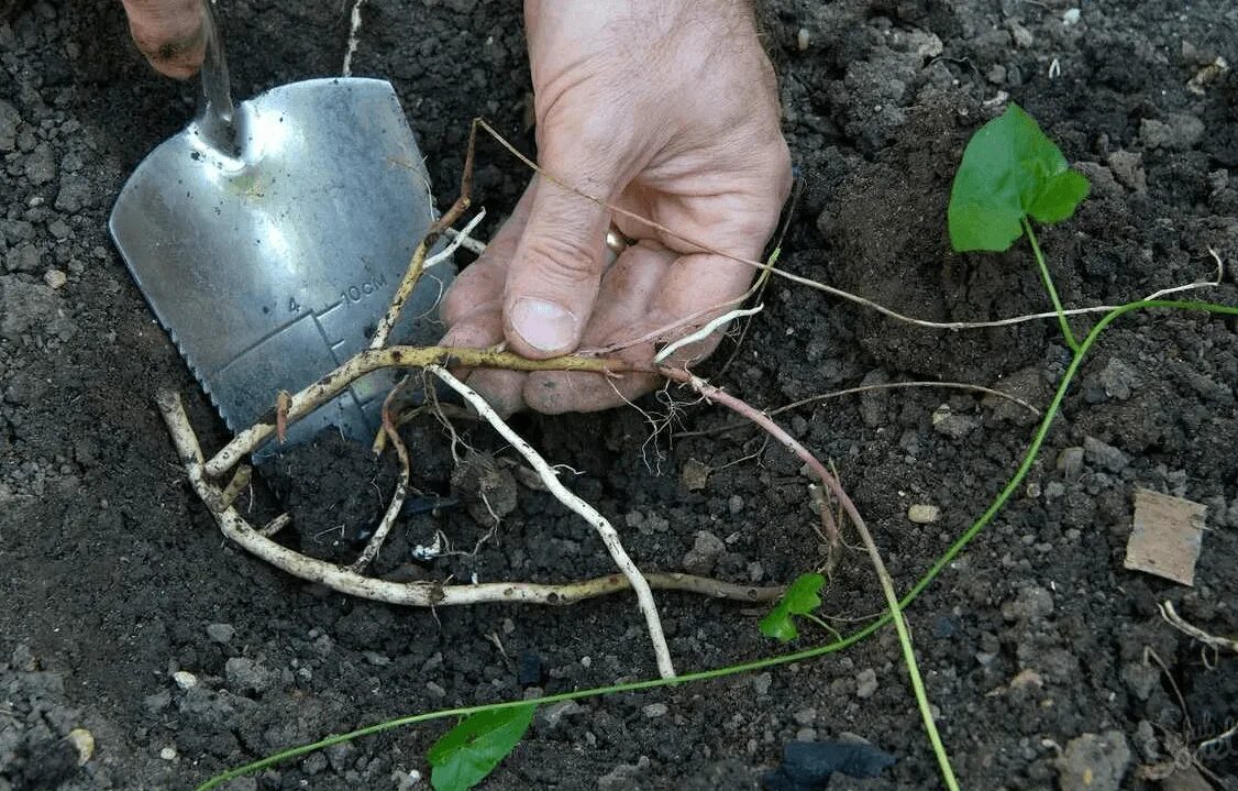 Вьюнок березка. Вьюнок боровой. Вьюнок березка сорняк. Вьюнок полевой сорняк как избавиться. Сорняк березка.
