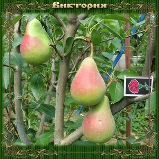 Хороший саженец груши