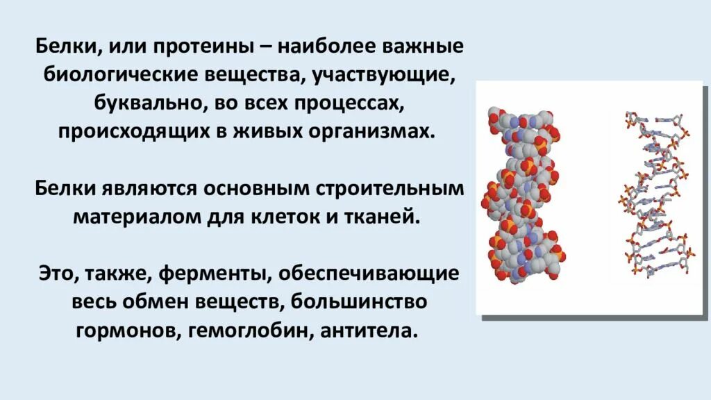 Почему белки называют. Белки наиболее важные биологические вещества. Белки или протеины это. Белок основной строительный материал организма. Белковые тела.