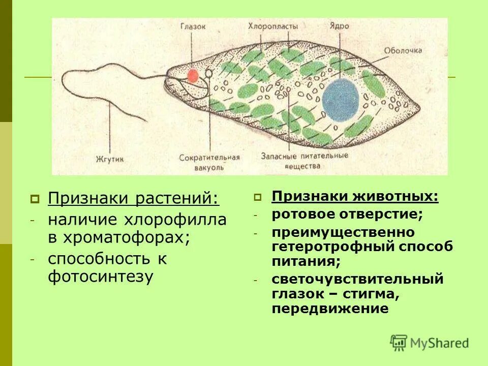 Хлоропласты жгутики. Стигма светочувствительный глазок. Сократительная вакуоль эвглены зеленой. Гетеротрофное питание эвглены. Хлоропласты у животных.