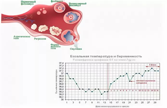 Планирование овуляции. При овуляции мальчик. Поза для зачатия мальчика по овуляции. Овуляция и зачатие мальчика. Поза для зачатия в овуляцию.