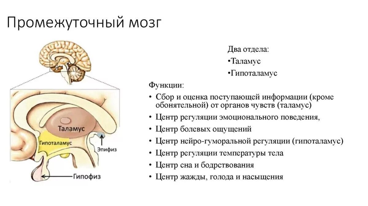 Нервные центры промежуточного мозга. Схема строения промежуточного мозга. Промежуточный мозг структура и функции. Промежуточный мозг анатомия строение кратко. Основные структуры промежуточного мозга.