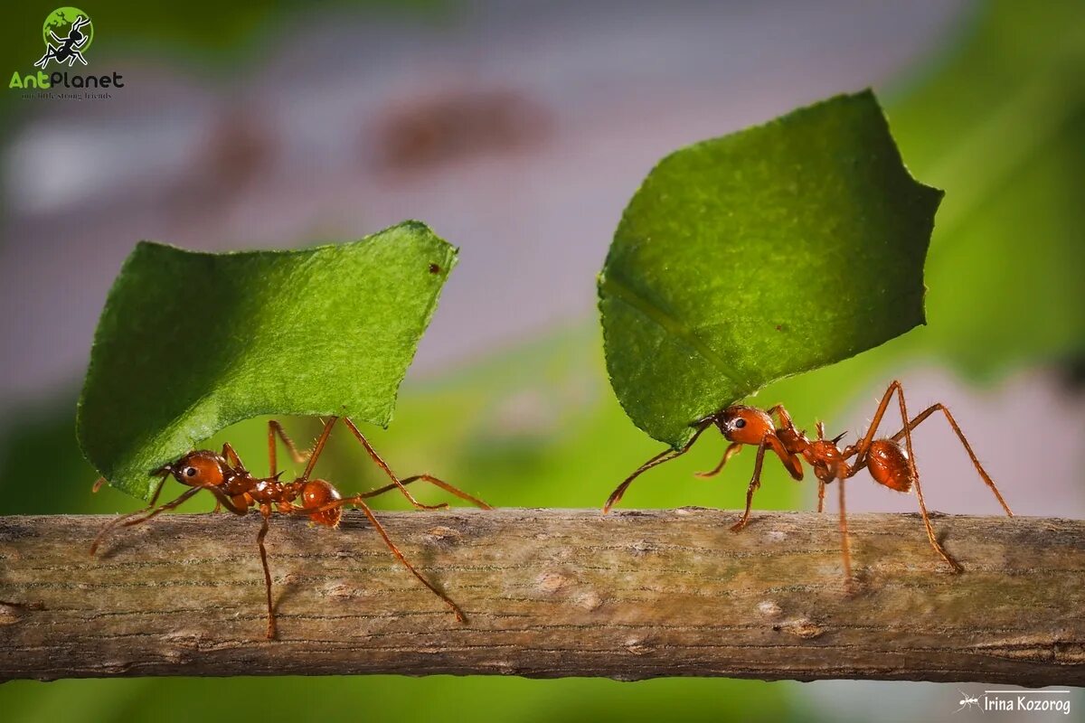 Про работающего муравья