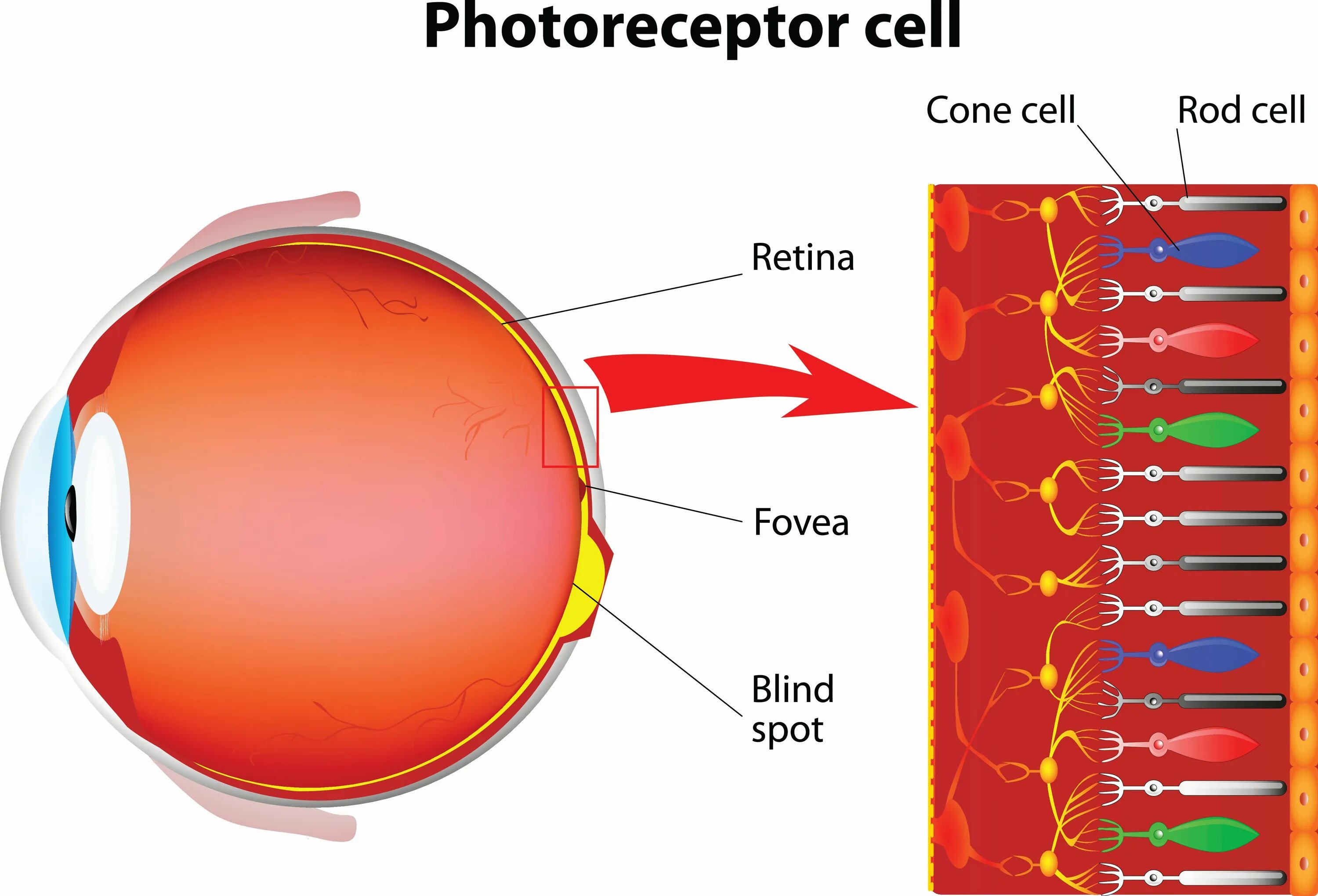 Палочки и колбочки сетчатки. Колбочки в сетчатке глаза. Фоторецепторные клетки сетчатки глаза иллюстрация. Рецепторы глаза палочки и колбочки. Сетчатка родопсин палочка