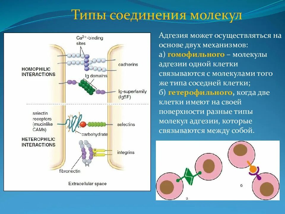 Обязательная потеря молекул клеточной адгезии происходит в. Межклеточные адгезионные соединения. молекулы межклеточной адгезии. молекулы межклеточной адгезии иммунология. молекулярные механизмы межклеточной адгезии.
