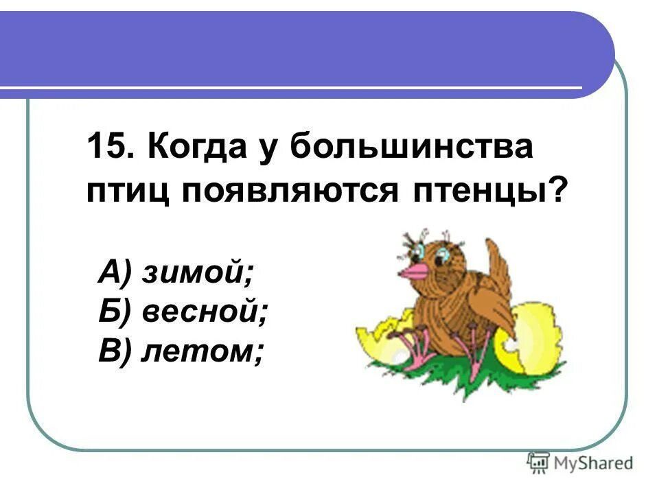 как выводят птенцов сова. зяблик птица птенец. появятся птенцы. птенцы зяблика в гнезде. когда появляются птенцы.
