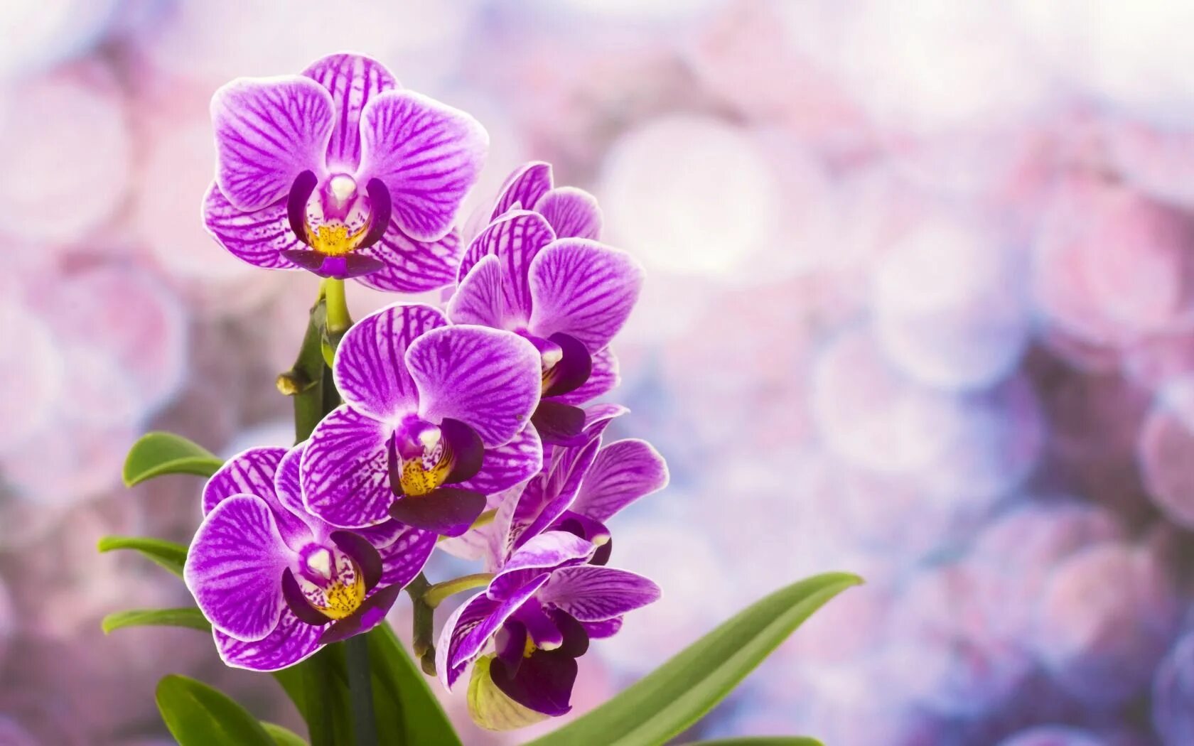 Flowers orchids. Фаленопсис сиреневый. Орхидея Лавандовая. Фиолетовые цветы. Сиреневые цветы.