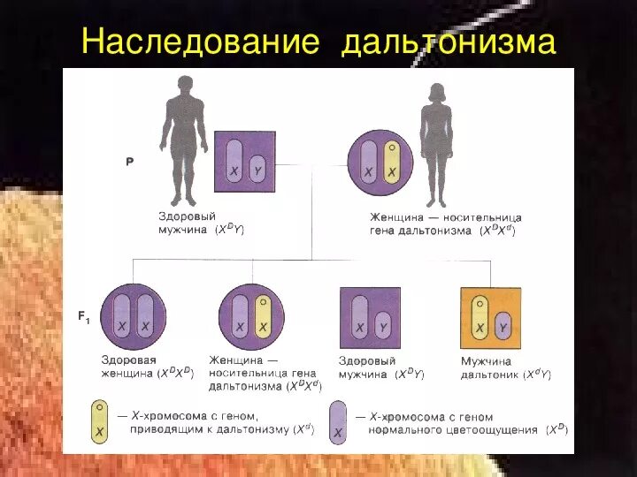 Ген вызывающий развитие дальтонизма. Схема наследования дальтонизма. Дальтонизм Тип наследования. Схема передачи дальтонизма. Тип наследования у человека дальтонизма:.