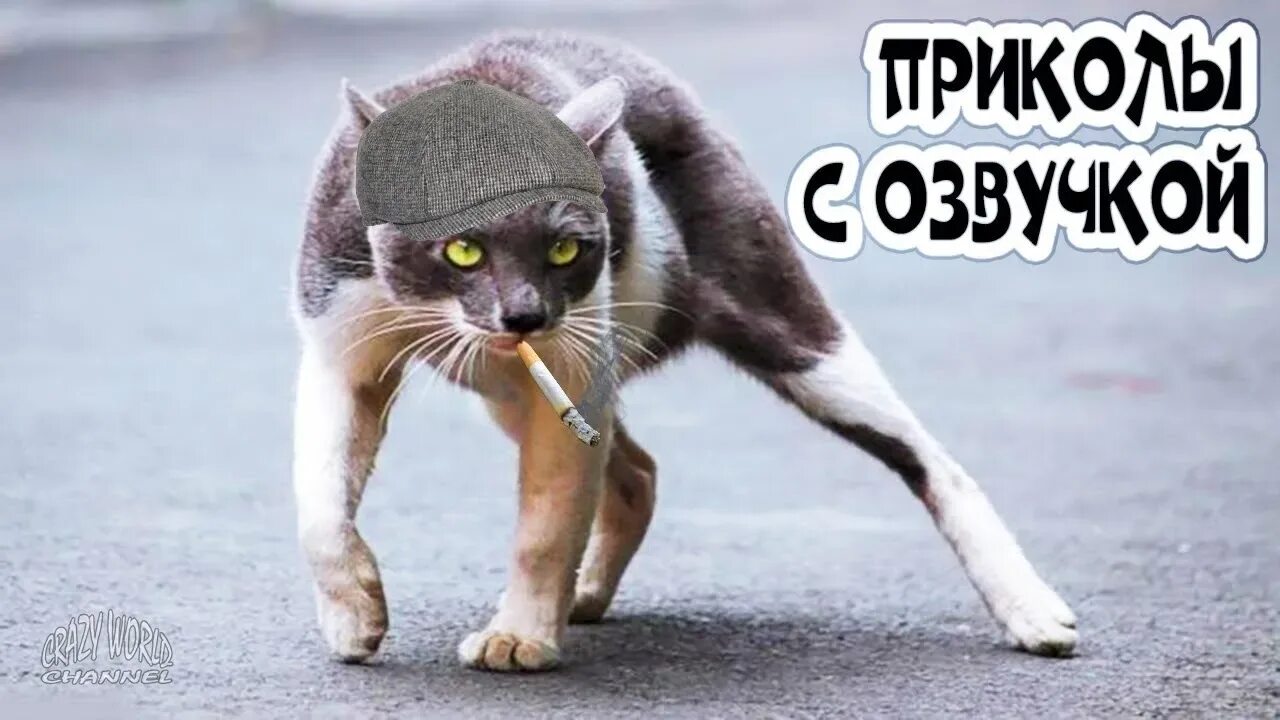Самую смешную озвучку