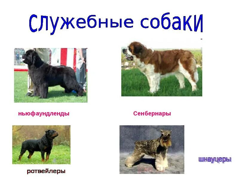Средние собаки породы название атлас определитель. Служебные собаки название. Атлас-определитель от земли до неба средние собаки и маленькие собаки. Служебные собаки название. Породистые собаки названия пород.
