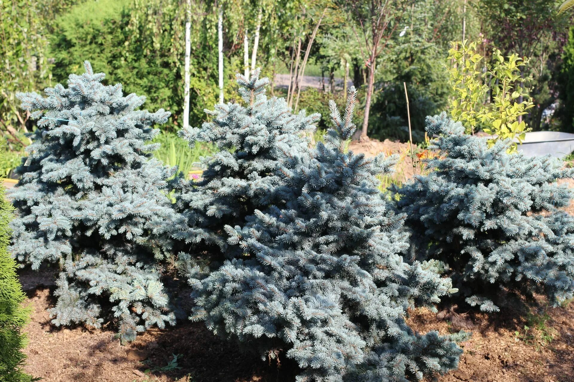 Ель колючая glauca. Ель голубая Глаука. Глаука Глобоза колючая. Ель Глаука Глобоза.