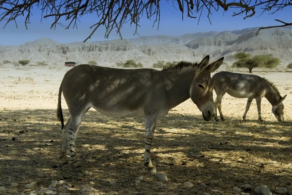 Кулан область. Африканский осел. Сомалийский дикий осел. Equus asinus. Ослы Equus asinus.